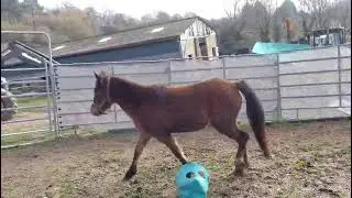 Poney &agrave; vendre - Mimide d'Arquetan - equirodi.com