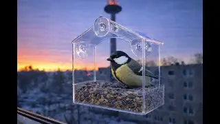 Vilnius Birds | Live Window Bird Feeder