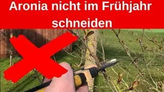 Aronia Pflanzen nie im Fr&uuml;hjahr schneiden - Verlust aller Fr&uuml;chte am Strauch!