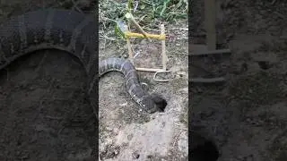 amazing diy under ground snake trap #hunter #wild animal #traps #hunting #easy traps #fyppp #viral