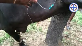 भैंस को jugular vein में I V इंजेक्शन कैसे लगाते हैं buffalo ko I V injection lagane ka tarika vetsc