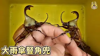 開挖大雨傘豎角兜，可愛程度爆表！【飼育屋】