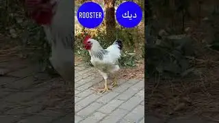 What does rooster mean in Lebanese Arabic dialect? #learnarabic #spokenarabic #levantine #chicken