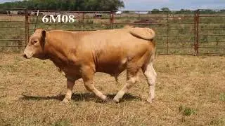 6M08 AngellThoma