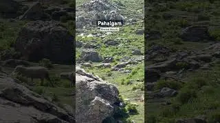 Pahalgam&rsquo;s Beauty Never Fades | Awaits Your Visit #pahalgam #pahalgamkashmir #pahalgamattack