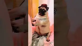 The charm of fat dogs #funny #funnypet #dog #pets