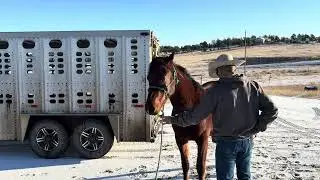 Wild Mustang gets new shoes!