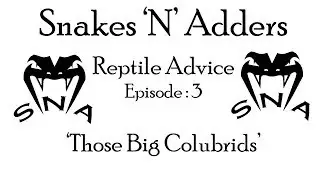 Snakes 'N' Adders Reptile Advice : Episode - 3 (Dem big Colubrids tho...)
