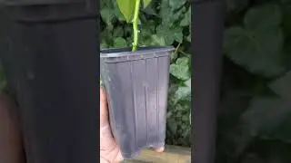 Острый перец 7 pot Bubblegum Chocolate