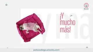 Pet S.O.S