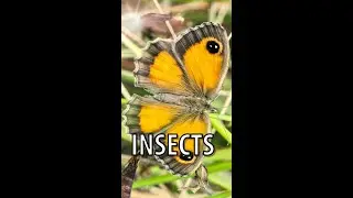 The beautiful world of insects #shorts #bioimatge