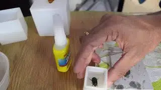 Lessons in resin casting insects 1: Never use superglue to stick specimen.