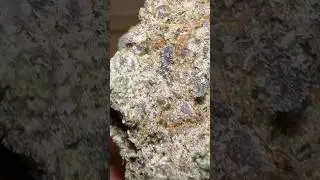 Gorgeous purple flower by Royal Queen Seeds