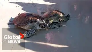 Rescued turtles return to sea on Valentine’s Day in heartwarming moment