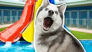 I Built a WATER PARK for a Homeless Husky!