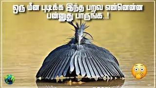 Black heron the mind blowing fishing genis | Canopy feeding | Black egret | Tamil | BioWorld | BW