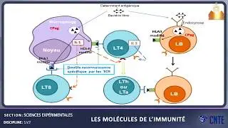 Section Sciences Expérimentales -Sciences de la vie et de la terre -  Les molécules de l’immunité