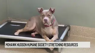 Adoption Fair at the Mohawk Hudson Humane Society