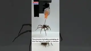 Dead Spiders Turned Into Robots By US Scientists #shorts #science #spider #timesnow #usnews