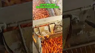 Carsot washing machine assemhy line #carrot #radish #assemblyline #foodmachine #vegetableprocessing
