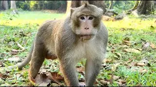 King Alexander explains&hellip; The Monkey Hierarchy