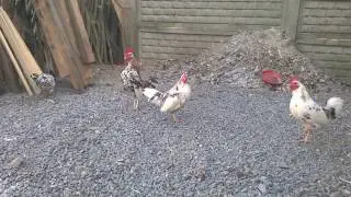 Liliput Polski