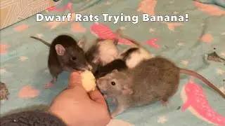 My Dwarf Rats Try Banana!