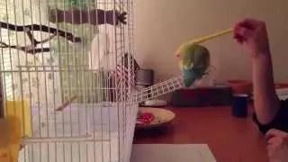 Training lovebird