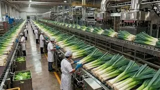 Inside a Modern Leek Vegetable Factory | Full Processing & Packaging Process