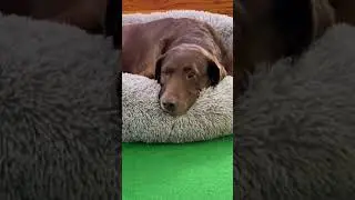 Best calming dog bed recommended calming dog bed
