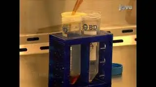 Making Myogenic Engineered Tissue Constructions