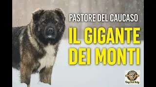 Questo Cane Gigante Ti Sorveglierà Anche Nel Sonno – Il Pastore del Caucaso!  #PastoreDelCaucaso