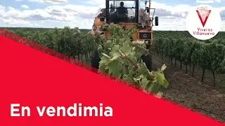 Viveros Villanueva, en vendimia