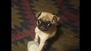 Guppy The Pug Funny Moment !!!!