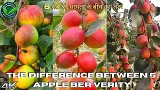 The difference between 5 apple ber verity | 5 सेब बेर सत्यता के बीच का अंतर