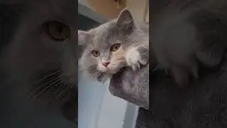 Гром гремит#cat #cute #красиваякошка 
