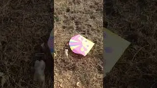 भाई पतंग लूटने आया था नरेंद्र सारी काईट मिल गई ||  🪁🪁🥰#kite #patang #patangkite #kiteground