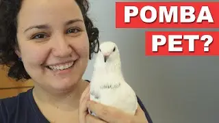 Pomba Pet? Entrevista com Stella do Canal EuTestei!