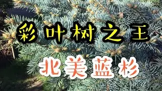 青石话牡丹芍药。北美蓝云杉 彩叶树中的&ldquo;蓝宝石&rdquo;  Blue Spruce