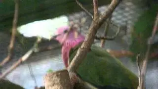 Ptilinopus porphyreus in Weltvogelpark Walsrode