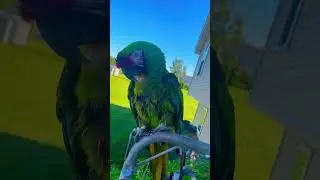 Spoiled macaw parrot having shower outside surrounded by bees