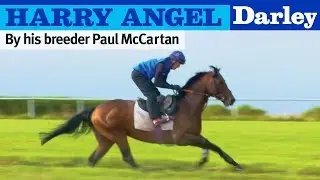 Harry Angel - by his breeder Paul McCartan