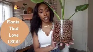Plants that Love LECA | Hoya, Monstera, FLF & More!