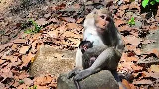 Jazzy monkey keep baby on hand move to safe place, feed some medicine in health treatment.