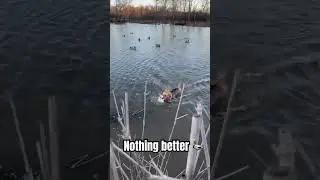 British lab picking up green heads#ducks #hunting #labrador #labradorretriever #lab #waterfowl