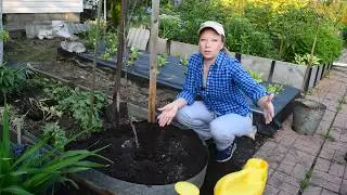 Посадка яблони: раскрываю секреты. Как сажать яблоню  при высоких грунтовых водах