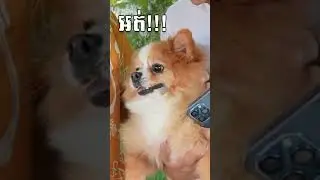 អ្នក Follow ខ្ញុំបាវផឹក Milk Tea🤣❤️