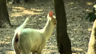 Deer Poops In Slow Motion