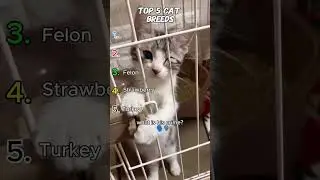 Top 5 Funny Cat Breed Names #cat #catvideos #funnycatvideos