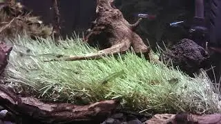 【For Study】Shrimp Tank Live | Relaxing Aquarium Ambience (Archive)